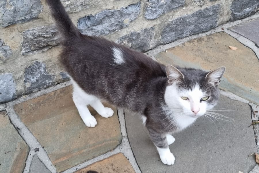 Alerte Découverte Chat croisement Mâle Florennes Belgique Alerte Découverte Chat croisement Mâle Florennes Belgique