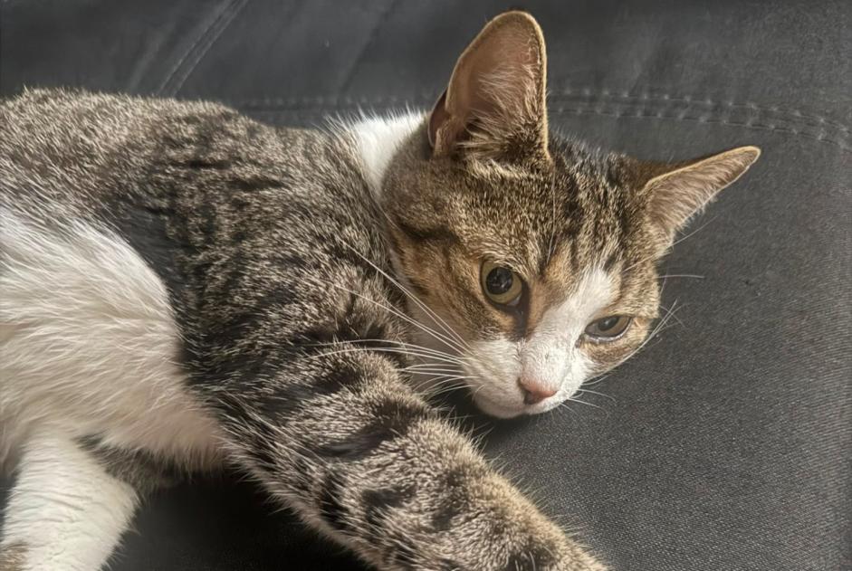 Alerta descoberta Gato Fêmea Bruxelles Belgium